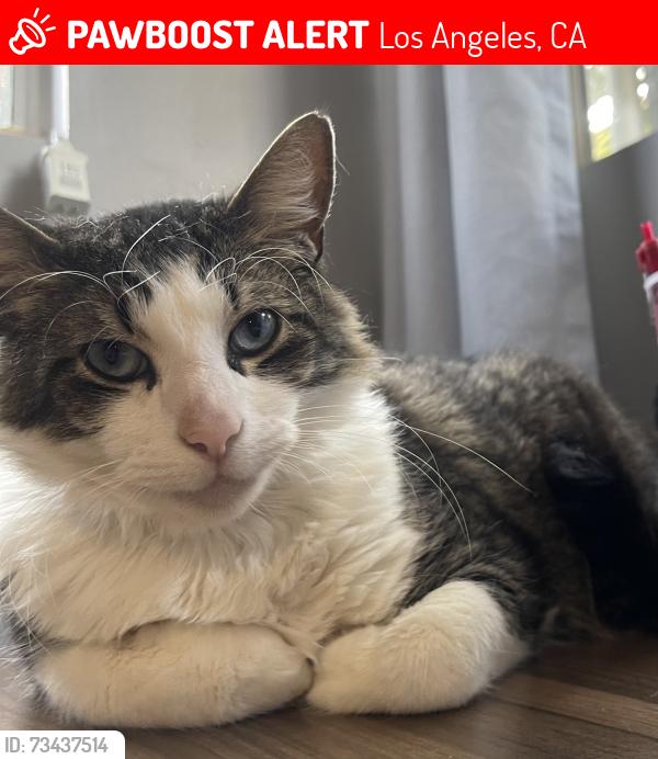 Lost Male Cat last seen Glenoaks Blvd and Gain St, Los Angeles, CA 91331