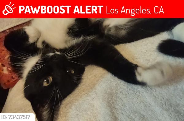 Lost Female Cat last seen Federal & wellsley, Los Angeles, CA 90025