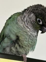Lost Male Bird last seen Near 208th St SW Lynnwood, WA 98036 United States, Lynnwood, WA 98036
