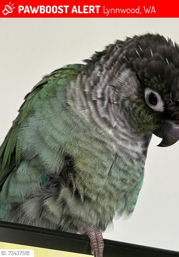 Lost Male Bird last seen Near 208th St SW Lynnwood, WA 98036 United States, Lynnwood, WA 98036
