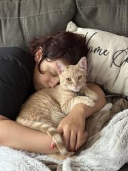 Reunited Male Cat last seen Village at the Park Neighborhood, by the pool, Camarillo, CA 93012