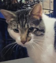 Found/Stray Male Cat last seen Near N Montford Ave, Baltimore, MD 21224