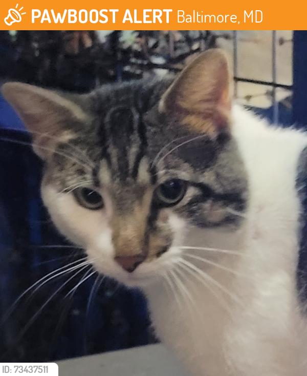 Found/Stray Male Cat last seen Near N Montford Ave, Baltimore, MD 21224