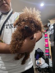 Found/Stray Female Dog last seen Sayre and glenoaks, Los Angeles, CA 91342