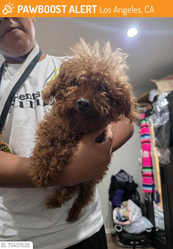 Found/Stray Female Dog last seen Sayre and glenoaks, Los Angeles, CA 91342