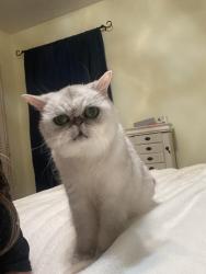 Lost Female Cat last seen S. Brookwood & Blom Blvd, Shreveport, LA 71118