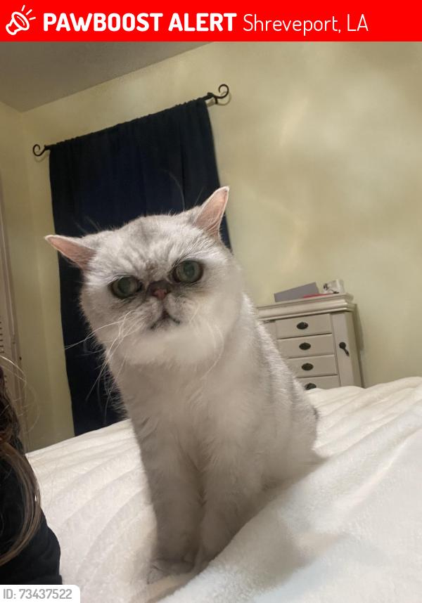 Lost Female Cat last seen S. Brookwood & Blom Blvd, Shreveport, LA 71118