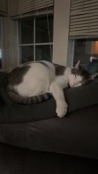 Lost Male Cat last seen Hwy 32, Chico, CA 95928