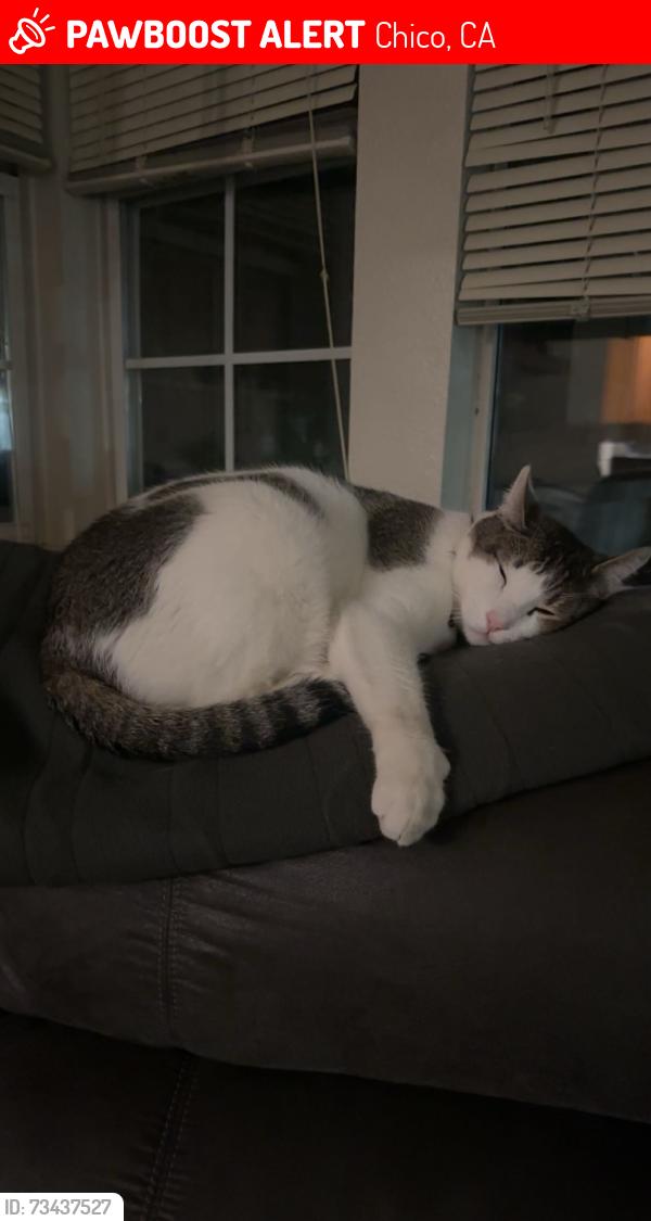Lost Male Cat last seen Hwy 32, Chico, CA 95928