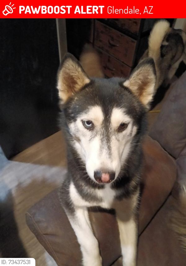 Lost Female Dog last seen N 59th dr & sweetwater, Glendale, AZ 85306