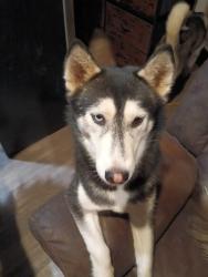 Lost Female Dog last seen N 59th dr & sweetwater, Glendale, AZ 85306