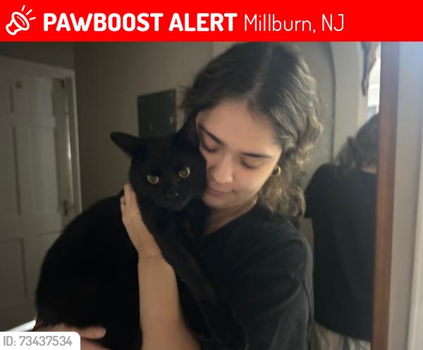 Lost Male Cat last seen Walnut street, Millburn Ave, Millburn, NJ 07041