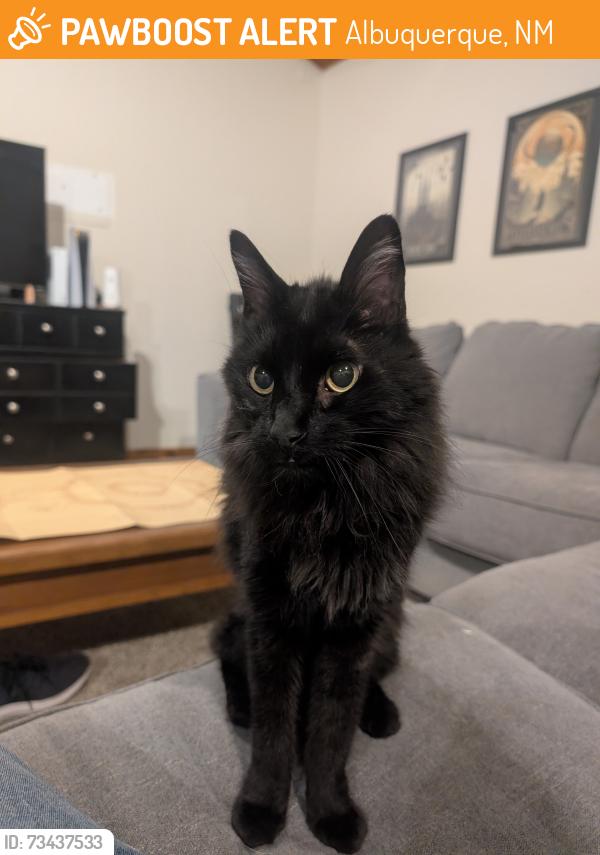 Found/Stray Unknown Cat last seen Osuna & Moon in the neighborhood, Albuquerque, NM 87111