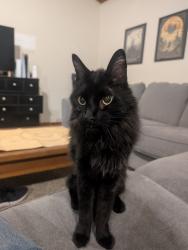 Found/Stray Unknown Cat last seen Osuna & Moon in the neighborhood, Albuquerque, NM 87111
