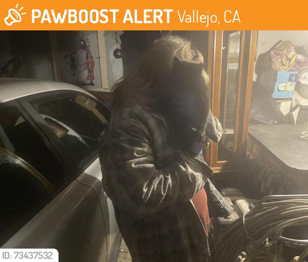 Found/Stray Unknown Cat last seen Maple and hargus, Vallejo, CA 94591