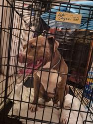 Reunited Female Dog last seen Chapman Blvd, Manorville, NY 11949