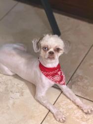Reunited Female Dog last seen Stuebner Airline, Spring, TX 77379