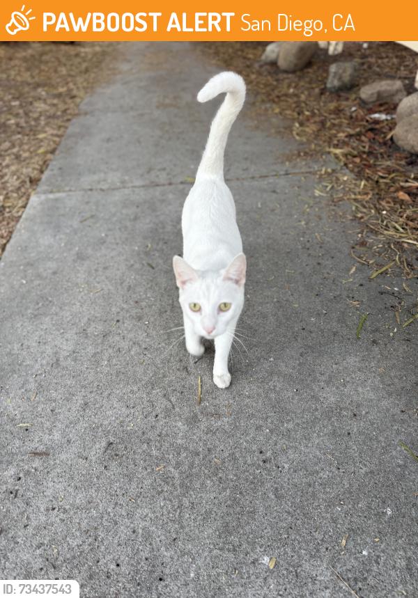 Found/Stray Unknown Cat last seen Hawley Boulevard and Arthur Street, San Diego, CA 92116