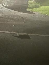 Found/Stray Unknown Cat last seen Colbert Rd, Paulding County, GA 30132