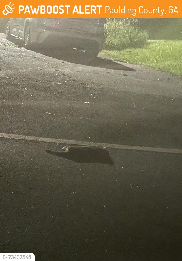 Found/Stray Unknown Cat last seen Colbert Rd, Paulding County, GA 30132