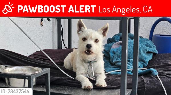 Lost Male Dog last seen City terrace park, Los Angeles, CA 90063