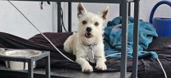 Lost Male Dog last seen City terrace park, Los Angeles, CA 90063