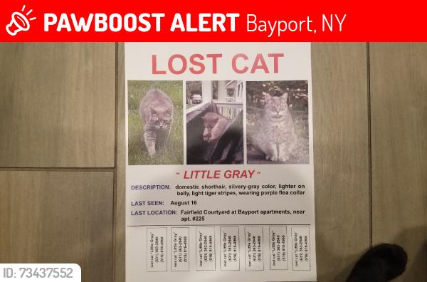 Lost Male Cat last seen GILLET AVE. MONTAUK hwy, Bayport, NY 11705