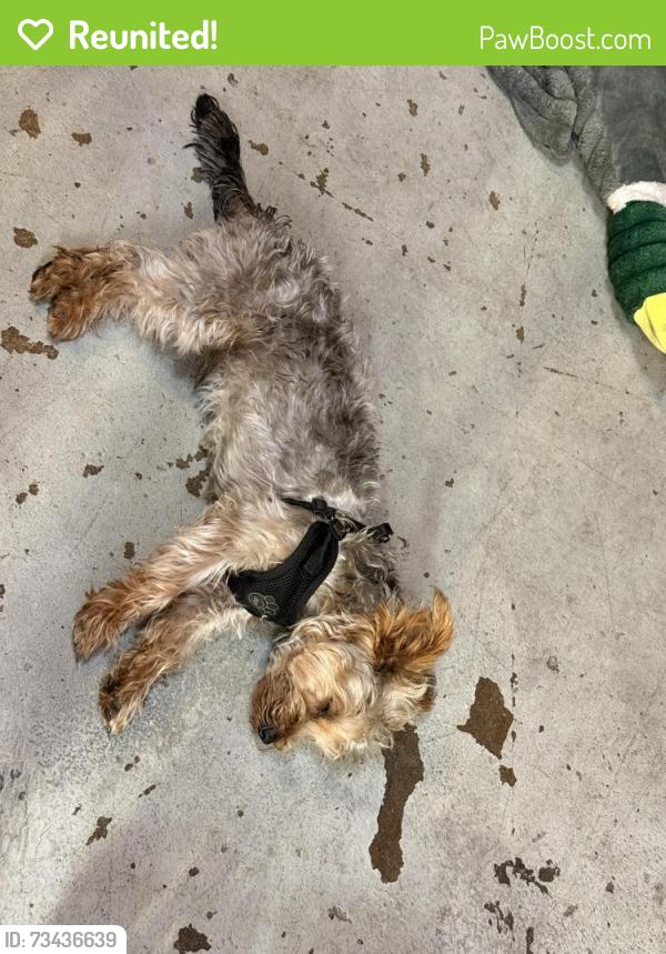 Reunited Male Dog last seen Redwood City, CA, USA, Redwood City, CA 94062