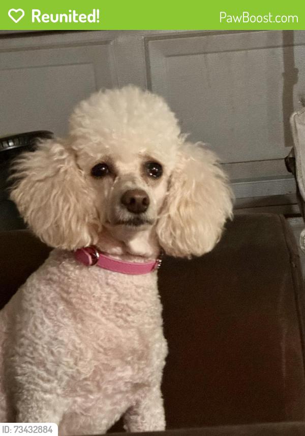 Reunited Female Dog last seen Northwest Freeway, Houston, TX 77040