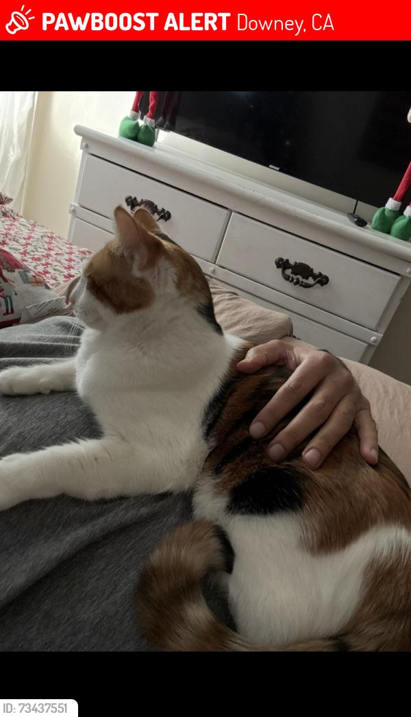 Lost Female Cat last seen Dolan and dinsdale, Downey, CA 90240