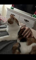 Lost Female Cat last seen Dolan and dinsdale, Downey, CA 90240