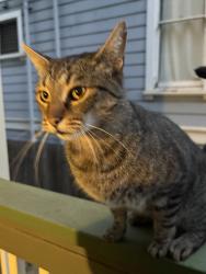 Found/Stray Unknown Cat last seen Park st, Alameda, CA 94501