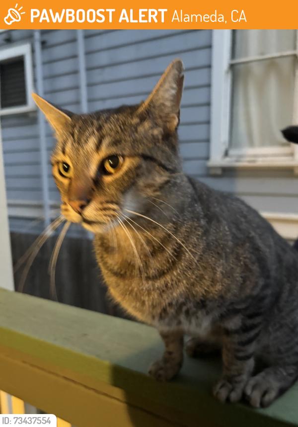 Found/Stray Unknown Cat last seen Park st, Alameda, CA 94501