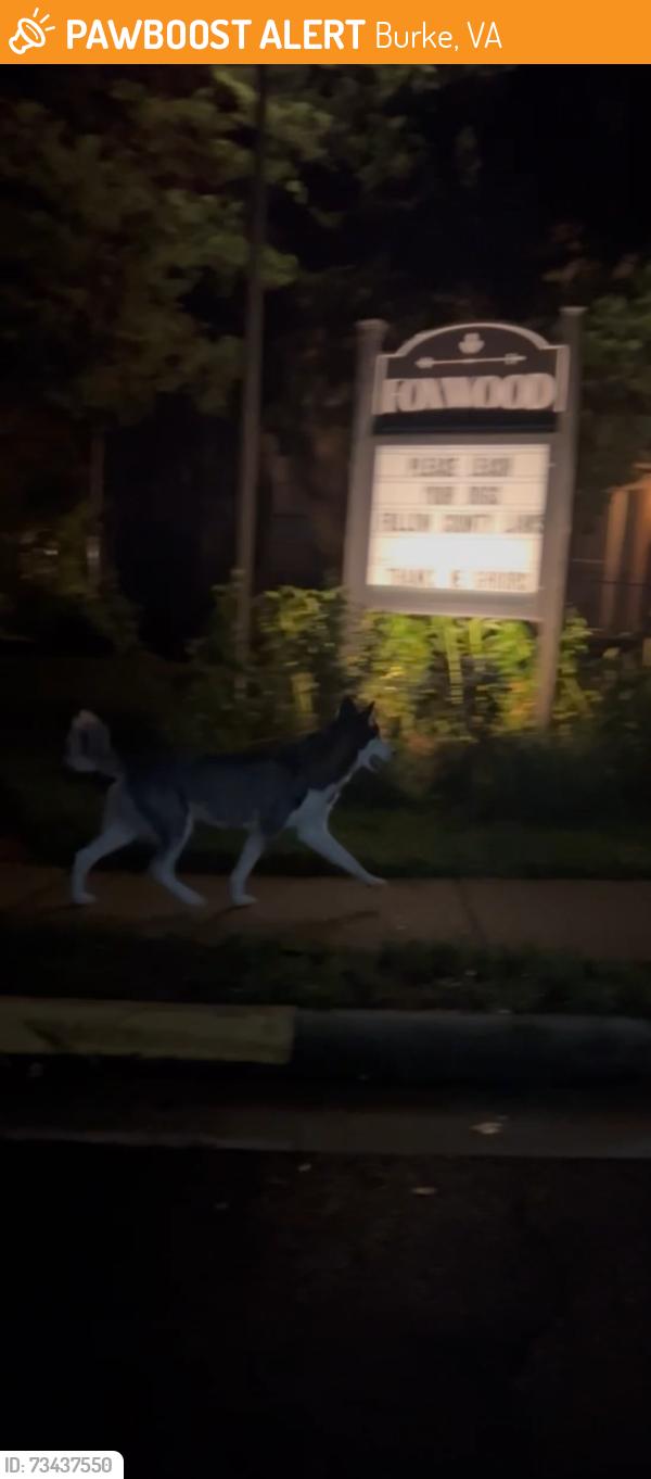 Found/Stray Unknown Dog last seen Lake Braddock Drive, Burke, Virginia, 22015, Burke, VA 22015