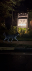 Found/Stray Unknown Dog last seen Lake Braddock Drive, Burke, Virginia, 22015, Burke, VA 22015