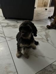 Found/Stray Male Dog last seen Burger king, Desert Hot Springs, CA 92240