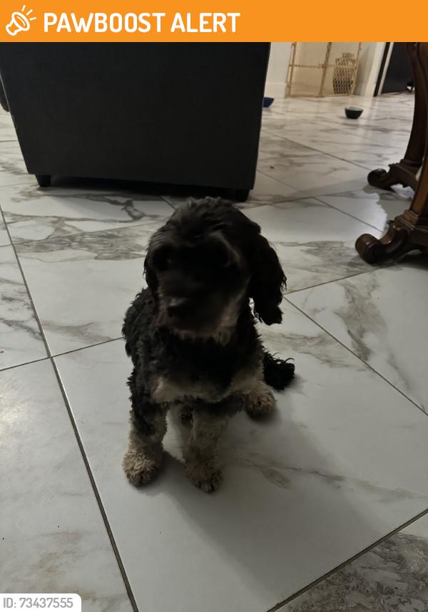 Found/Stray Male Dog last seen Burger king, Desert Hot Springs, CA 92240
