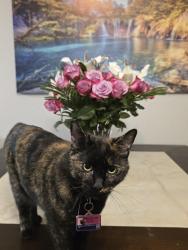 Lost Female Cat last seen Chilcoot Dr and Shadow Ln, Sparks, NV 89434