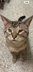 Lost Male Cat last seen Lost from Snips office in Immokalee, Immokalee, FL 34142