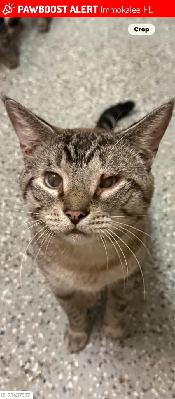 Lost Male Cat last seen Lost from Snips office in Immokalee, Immokalee, FL 34142