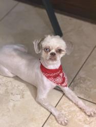 Reunited Female Dog last seen Near mellowgrove ln, Spring, TX 77379