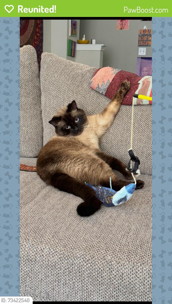 Reunited Male Cat last seen Courtland St, Townhouse Atlanta, Atlanta, GA 30308