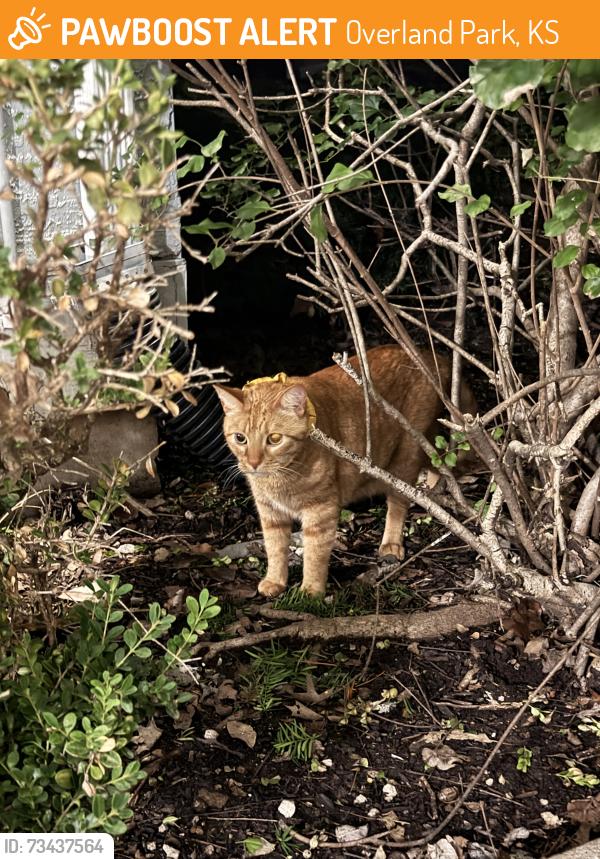 Found/Stray Unknown Cat last seen Near W 118th St, Overland Park, KS 66210