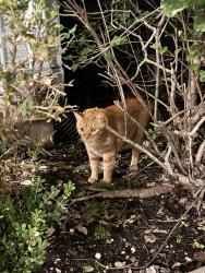 Found/Stray Unknown Cat last seen Near W 118th St, Overland Park, KS 66210