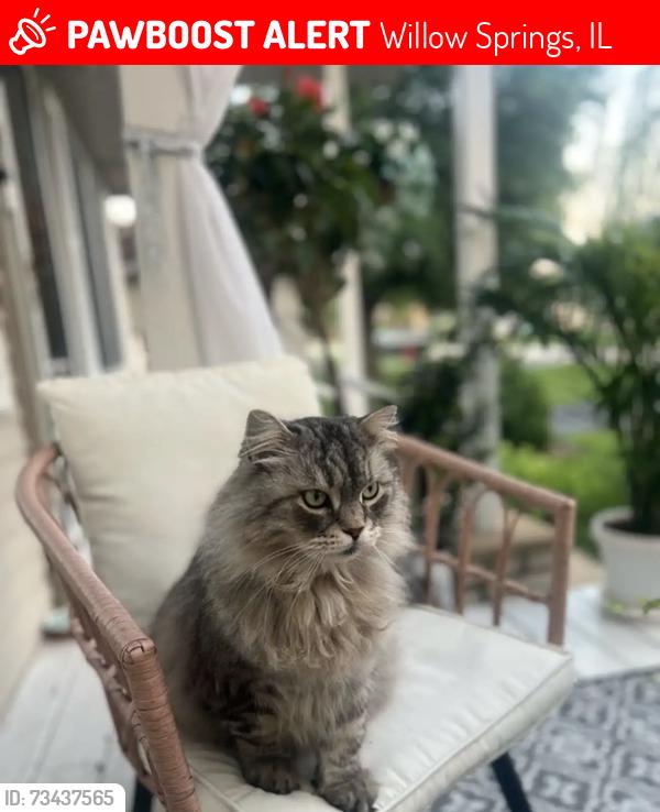 Lost Male Cat last seen Willow springs, Willow Springs, IL 60480