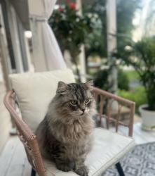 Lost Male Cat last seen Willow springs, Willow Springs, IL 60480