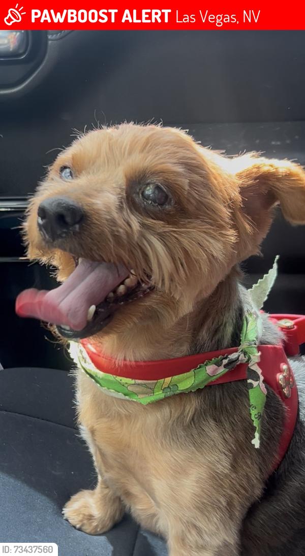 Lost Female Dog last seen N Decatur and Elkhorn, Las Vegas, NV 89131