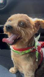Lost Female Dog last seen N Decatur and Elkhorn, Las Vegas, NV 89131