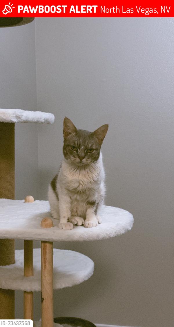 Lost Female Cat last seen Decatur blv, North Las Vegas, NV 89031