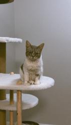 Lost Female Cat last seen Decatur blv, North Las Vegas, NV 89031